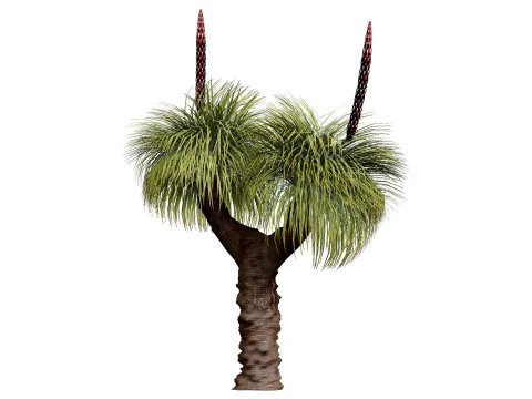 Australian Xanthorrhoea Pack 3D Model