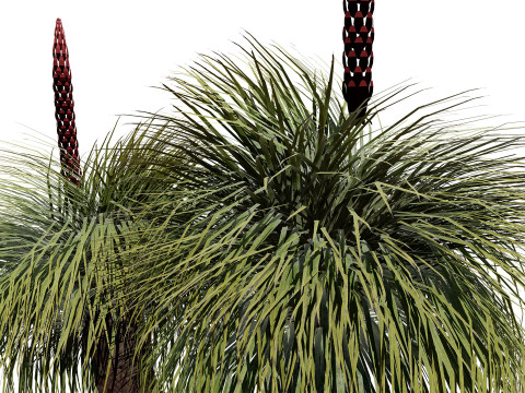 Australian Xanthorrhoea Pack 3D Model