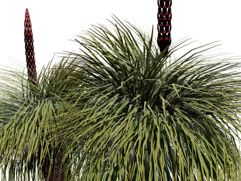 Australian Xanthorrhoea Pack 3D Model