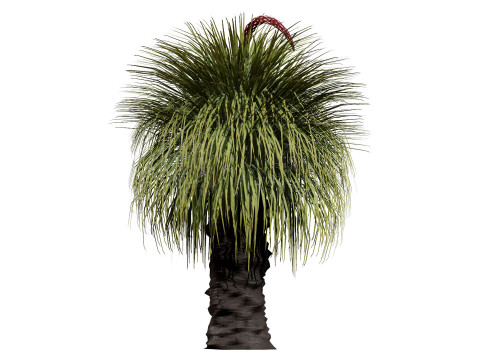 Australian Xanthorrhoea Pack 3D Model