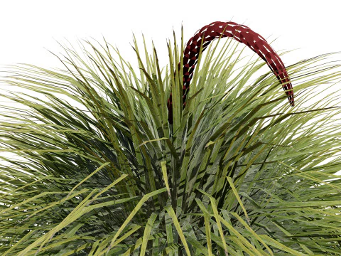 Australian Xanthorrhoea Pack 3D Model