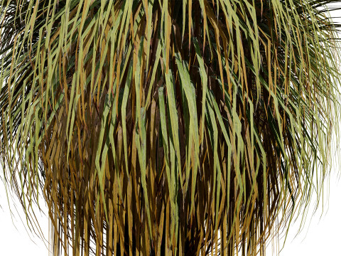 Australian Xanthorrhoea Pack 3D Model