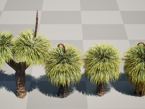 Australian Xanthorrhoea Pack 3D Model
