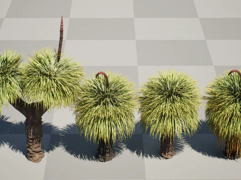 Australian Xanthorrhoea Pack 3D Model