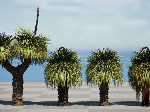 Australian Xanthorrhoea Pack 3D Model