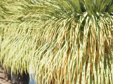 Australian Xanthorrhoea Pack 3D Model