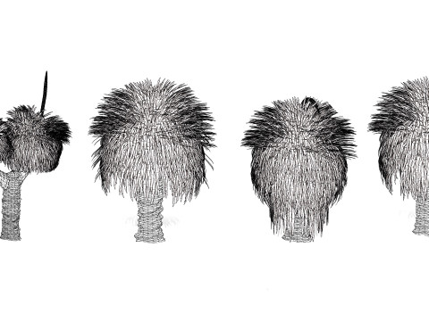 Australian Xanthorrhoea Pack 3D Model