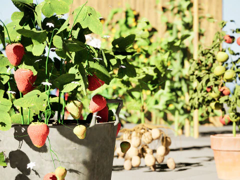 Pacote 3D de plantas vegetais Modelo 3D