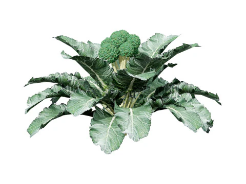 Pacote 3D de plantas vegetais Modelo 3D