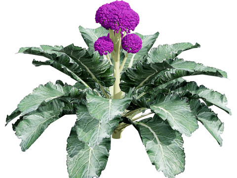 Vegetable Plant 3D Pack Modelo 3D
