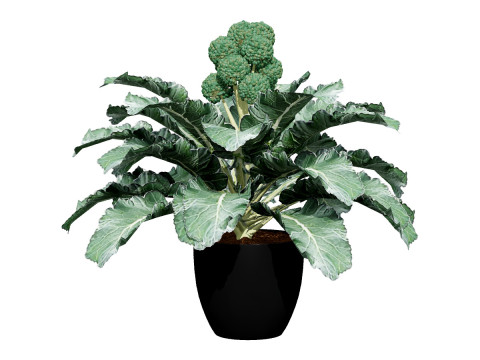 Vegetable Plant 3D Pack Modelo 3D