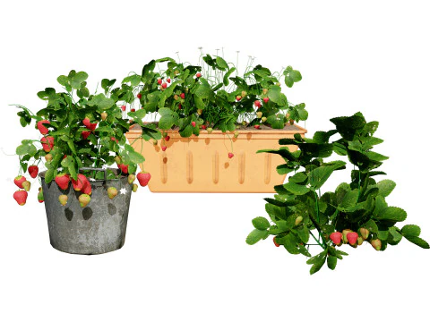 Pacote 3D de plantas vegetais Modelo 3D
