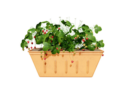 Vegetable Plant 3D Pack Modelo 3D