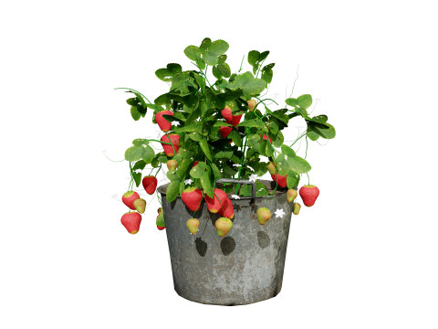 Vegetable Plant 3D Pack Modelo 3D