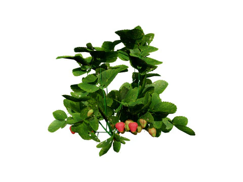 Pacote 3D de plantas vegetais Modelo 3D