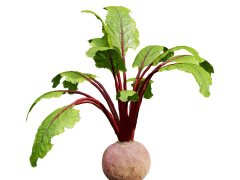 Vegetable Plant 3D Pack Modelo 3D