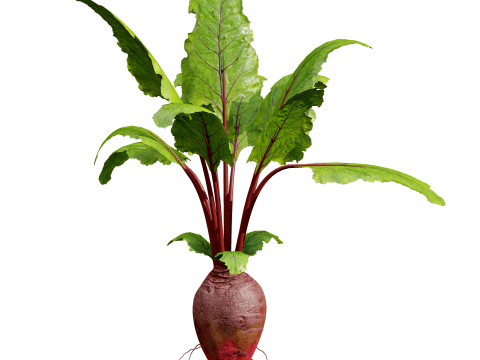 Vegetable Plant 3D Pack Modelo 3D