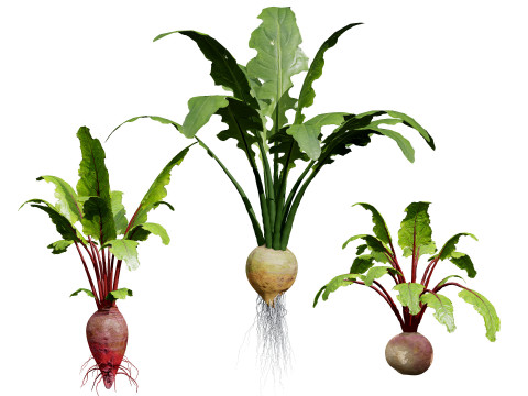 Vegetable Plant 3D Pack Modelo 3D