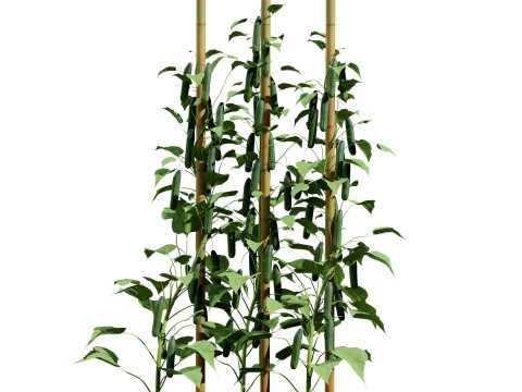 Vegetable Plant 3D Pack Modelo 3D