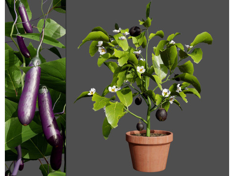 Vegetable Plant 3D Pack Modelo 3D