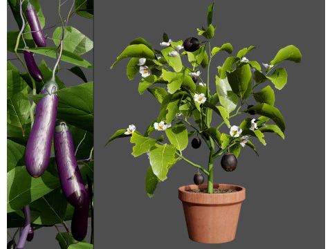 Pacote 3D de plantas vegetais Modelo 3D
