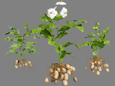 Vegetable Plant 3D Pack Modelo 3D