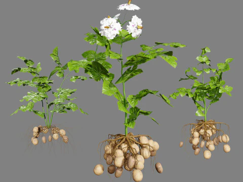 Pacote 3D de plantas vegetais Modelo 3D