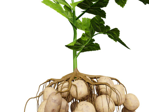 Pacote 3D de plantas vegetais Modelo 3D