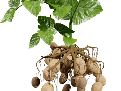 Vegetable Plant 3D Pack Modelo 3D