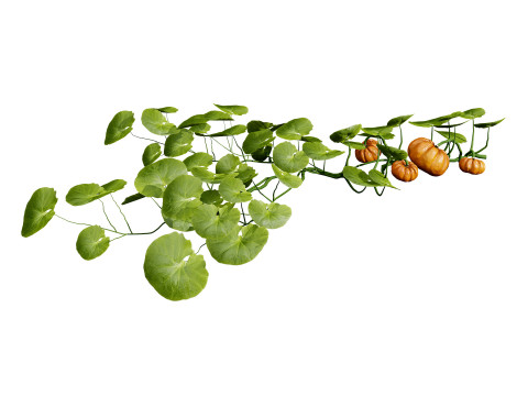 Vegetable Plant 3D Pack Modelo 3D