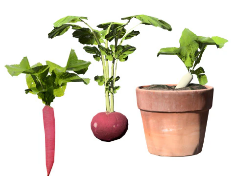 Pacote 3D de plantas vegetais Modelo 3D