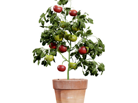 Vegetable Plant 3D Pack Modelo 3D