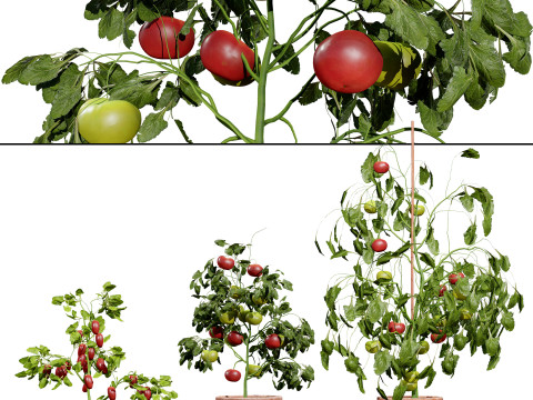 Vegetable Plant 3D Pack Modelo 3D