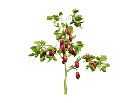 Pacote 3D de plantas vegetais Modelo 3D