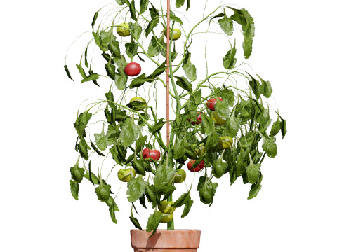 Vegetable Plant 3D Pack Modelo 3D