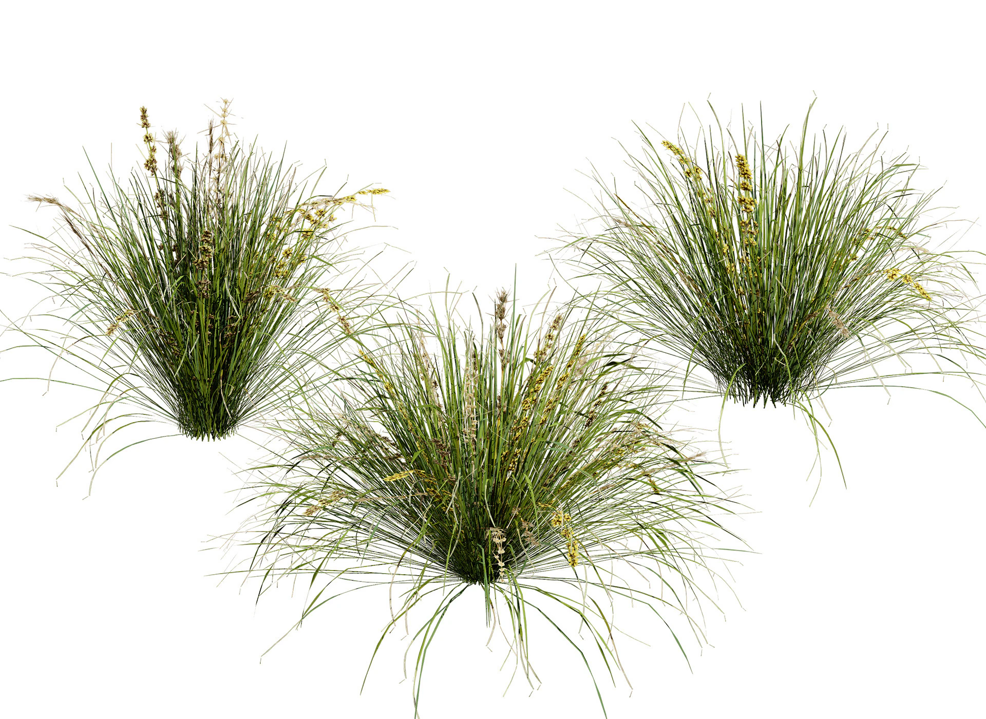 Australian Lomandra longifolia Pack 3D Model .c4d .max .obj .3ds .fbx .stl .blend 
