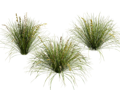 Australian Lomandra longifolia Pack 3D Модель