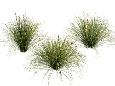 Ломандра довголиста зграя австралійська 3D Модель