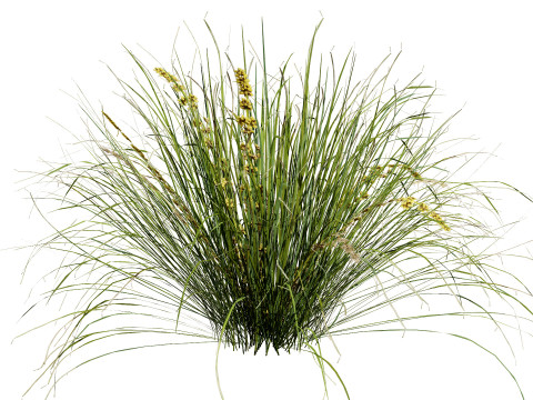 Australian Lomandra longifolia Pack 3D Model