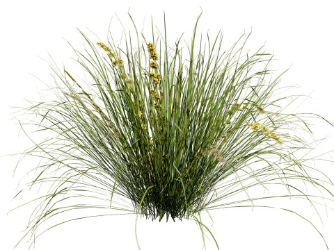 Australian Lomandra longifolia Pack 3D Model