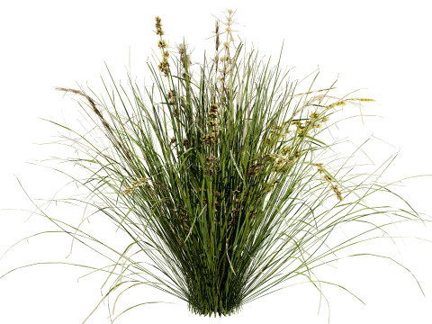 Australian Lomandra longifolia Pack 3D Model