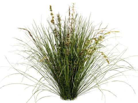 Australian Lomandra longifolia Pack 3D Model