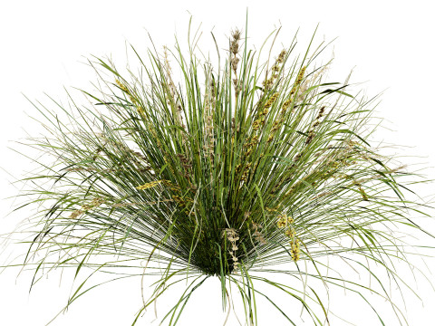 Australian Lomandra longifolia Pack 3D Model