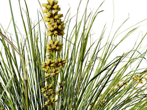 Australian Lomandra longifolia Pack 3D Model