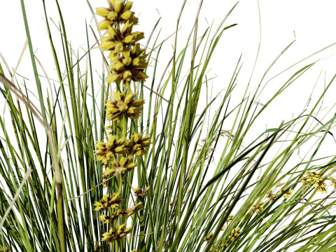 Australian Lomandra longifolia Pack 3D Model