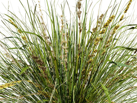 Australian Lomandra longifolia Pack 3D Model