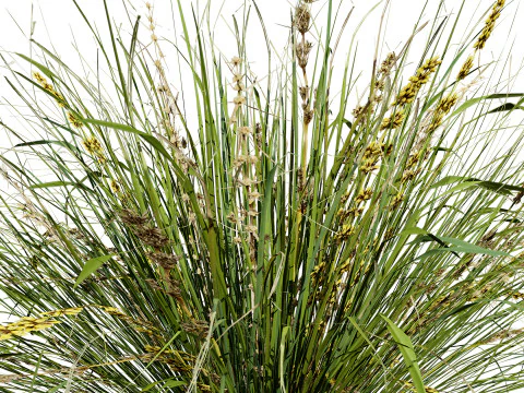 Australian Lomandra longifolia Pack 3D Model