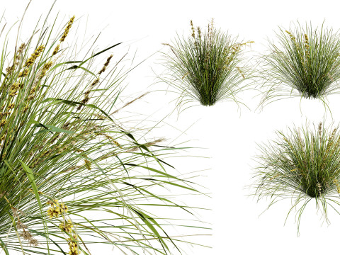 Australian Lomandra longifolia Pack 3D Model