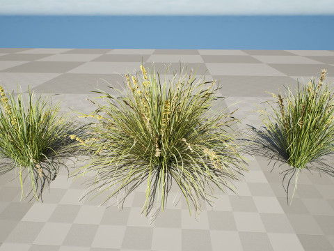 Australian Lomandra longifolia Pack 3D Model