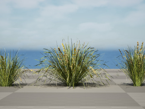 Australian Lomandra longifolia Pack 3D Model